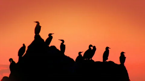 Cormorants Stock-Footage 518268
