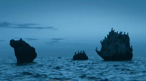 Cormorants Stock-Footage 518300