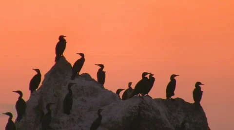 Cormorants Stock-Footage 518307