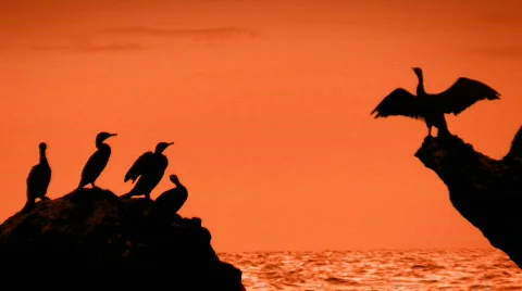 Cormorants Stock-Footage 518660