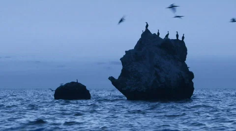 Cormorants Stock-Footage 518712