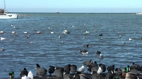 Cormorants Stock Footage 1129287