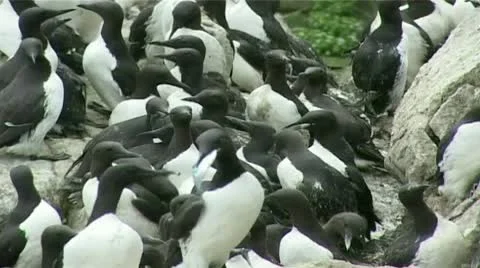 Cormorants Stock Footage 8987562