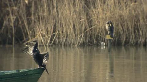 Cormorants 库存影片 10704131