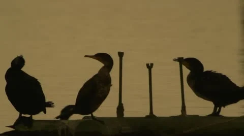 Cormorants 库存影片 10842004