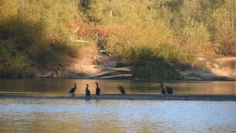 Cormorants Stock Footage 97050280