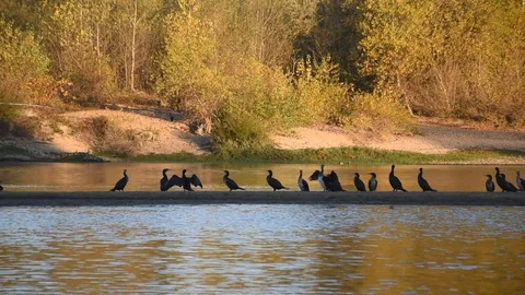 Cormorants Stock Footage 97052792