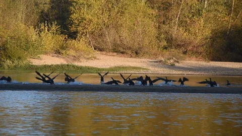 Cormorants Stock Footage 97053017