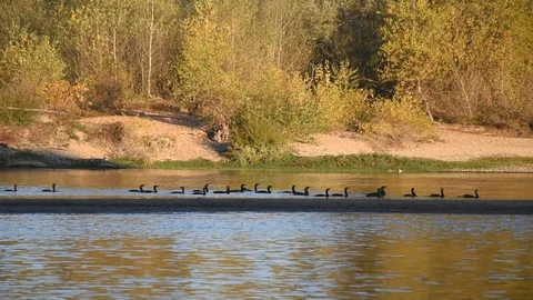 Cormorants Stock Footage 97053359