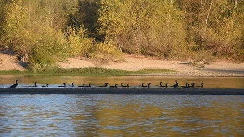 Cormorants Stock Footage 97053625