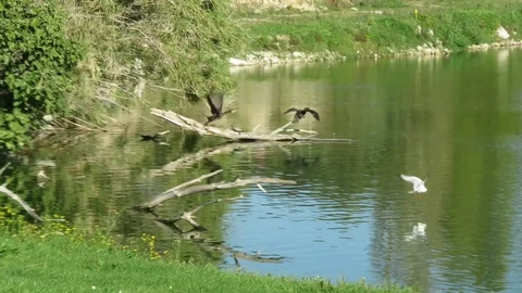 Cormorants Stock Footage 104651749