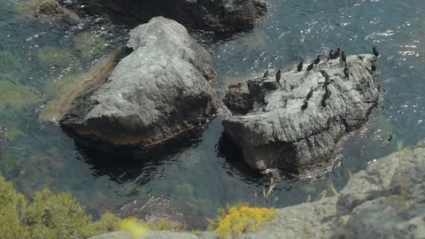 Cormorants 動画素材 106358701