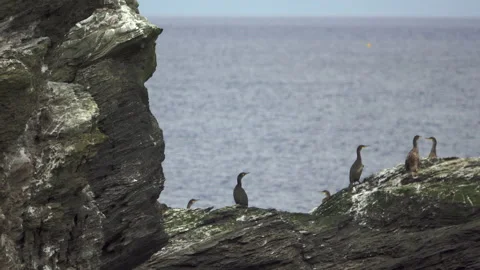 Cormorants Stock Footage 134387968