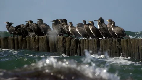 Cormorants Stock Footage
