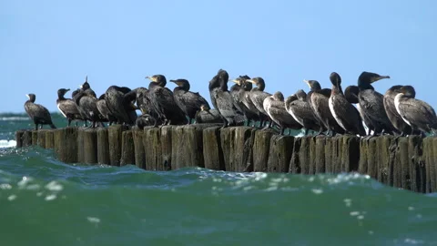 Cormorants Stock Footage 143385758