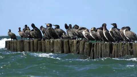Cormorants Stock Footage 143386325