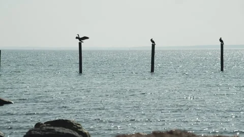 Cormorants Video stock 263137644