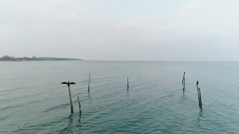 Cormorants Video stock 263138431