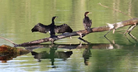 Cormorants Stock Footage 309185777