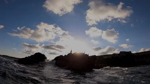 Cormorants going for a fish Stock Footage 148513916