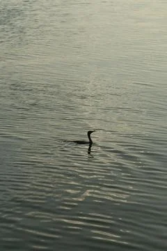 A cormorants head above water Stock Photos