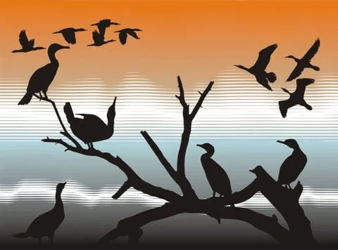 Cormorants Stock Illustration