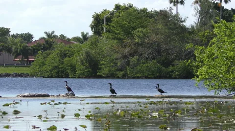 Cormorants in a lake 4K Stock Footage 48777850