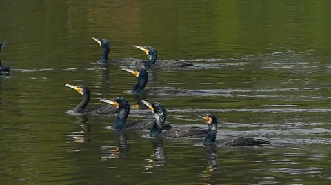 Cormorants in lake Stock Footage 35487744