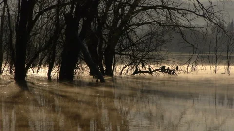 Cormorants on Lake Stock Footage 45653159