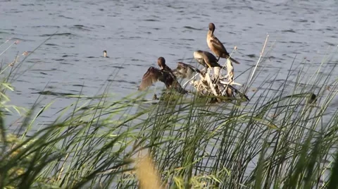 Cormorants On a log Stock Footage 54919005