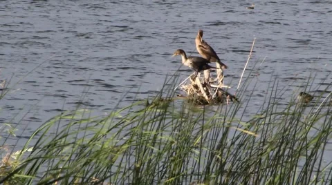 Cormorants On a log Stock Footage 54919011