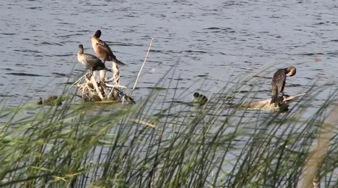 Cormorants On a log Stock Footage 54919286