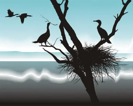 Cormorants at nest 스톡 일러스트