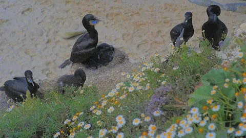 Cormorants nesting on the cliff at La Jolla Cove, Slow Motion Stock Footage 125120770