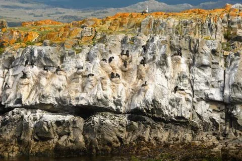 Cormorants nests Stock Photos