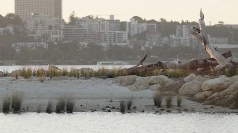 Cormorants perch, fly on sandy island in river - ferry and city in background. Stock Footage 203953653