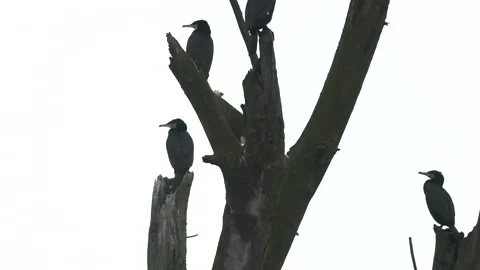 Cormorants perched on an old tree, winter cloudy day, 4K slomo Stock Footage 169076138