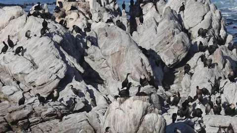 Cormorants Perched on Rocks by the Ocean Stock Footage 310949538
