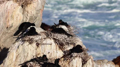 Cormorants Perched on Rocks by the Ocean Stock Footage 310949553