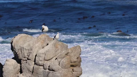 Cormorants Perched on Rocks by the Ocean Stock Footage 310949554