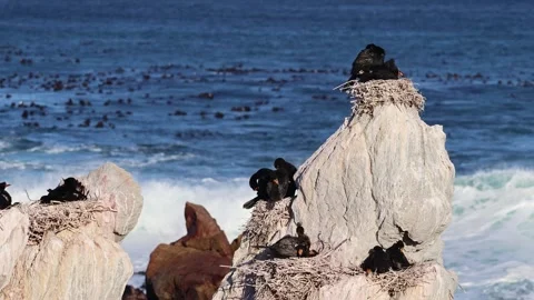Cormorants Perched on Rocks by the Ocean Stock Footage 310949647