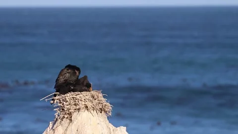 Cormorants Perched on Rocks by the Ocean Stock Footage 310949715