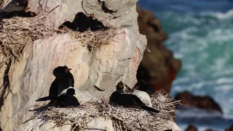 Cormorants Perched on Rocks by the Ocean Stock Footage 310949817