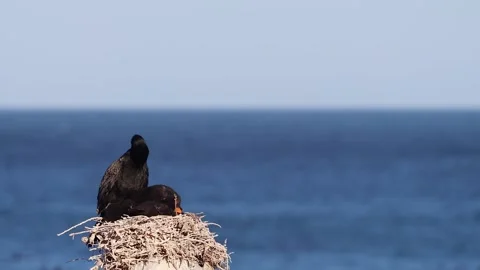 Cormorants Perched on Rocks by the Ocean Stock Footage 310950027