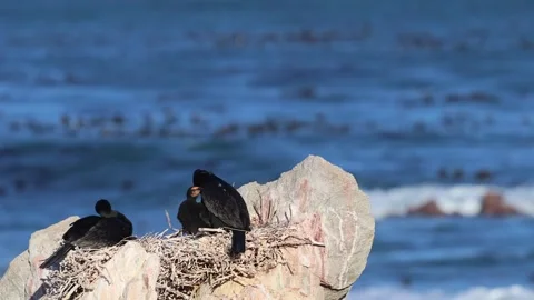 Cormorants Perched on Rocks by the Ocean Stock Footage 310950030