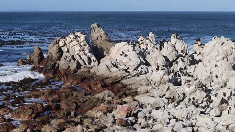 Cormorants Perched on Rocks by the Ocean Stock Footage 310951222