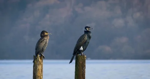 Cormorants perched on wooden posts Stock Footage 93910689