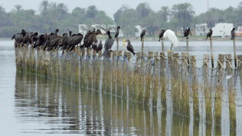 Cormorants in Peru Vidéo 311290888