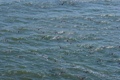 Cormorants 스톡 사진