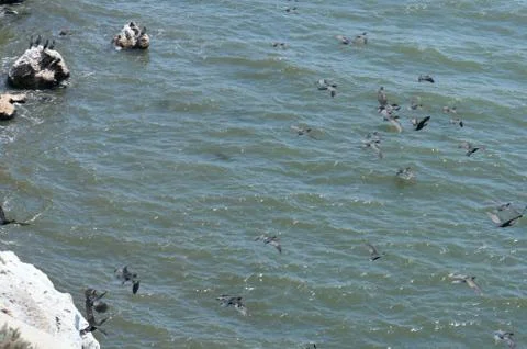 Cormorants Stock Photos